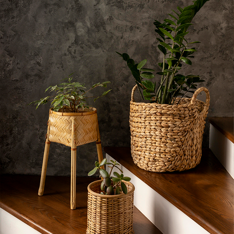 Plantas & Macetas